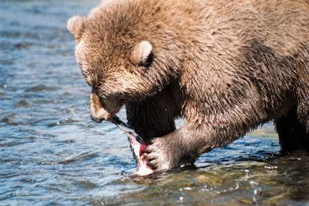 alaska kodiak bear fishing