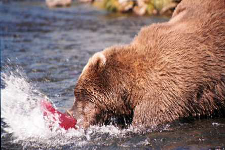 alaska kodiak bear photo