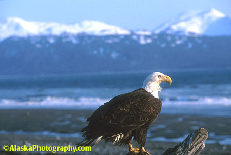 Alaska Photos, Alaska Photography, Alaska Stock, Alaska Slide Show
