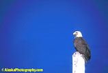 Eagle, Eagles, Alaska Eagle Photos, Alaska Eagle Picture