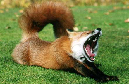 Red Fox Alaska
