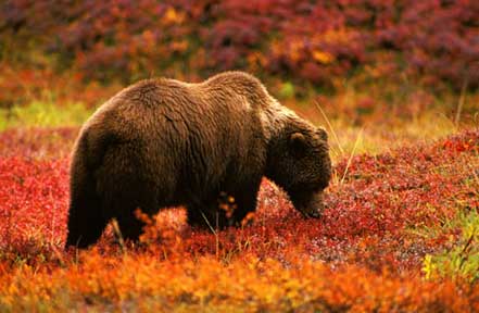 Grizzly Bear in Denali National park
