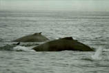 Whale, Whales, Alaska Whale Photos, Alaska Whale Picture