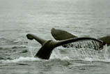 Whale, Whales, Alaska Whale Photos, Alaska Whale Picture