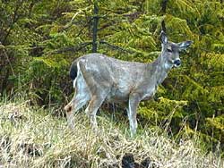 Black Tail Deer