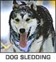 Alaska Dog Mushing
