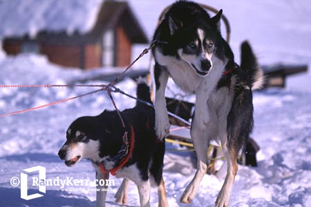 alaska dogsledding, mushing