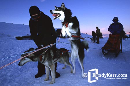 alaska dogsledding, dogsledding, mushing