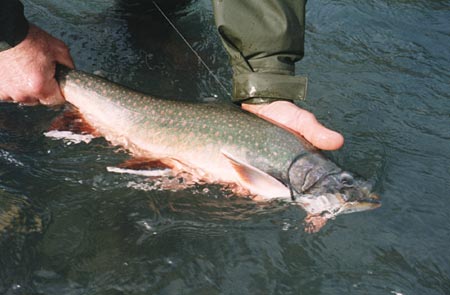 Alaska Fishing, Dolly varden fishing