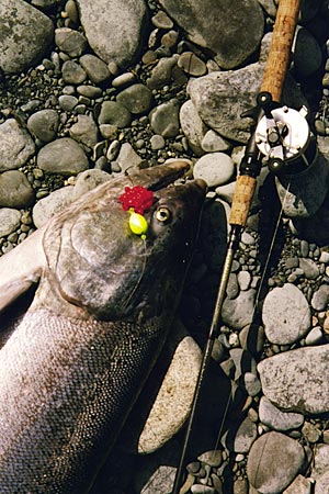 Alaska Fishing, Salmon Eggs