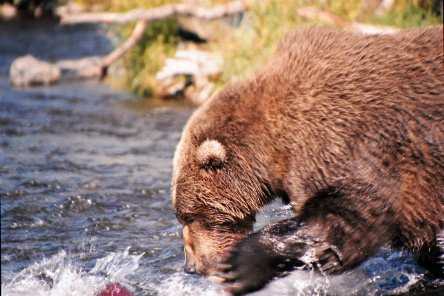alaska kodiak bear photo