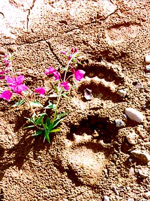 alaska photography, alaska wildlife, alaska bear