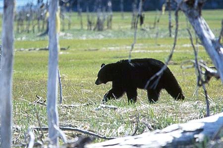 alaska photo