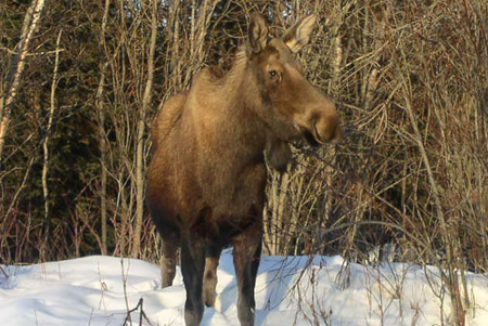 Alaska Moose