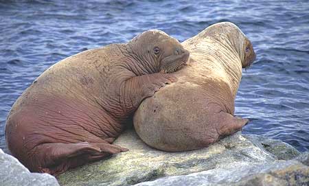 Walruses