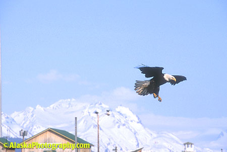 Alaska Photos, Alaska Photography, Alaska Stock, Alaska Slide Show