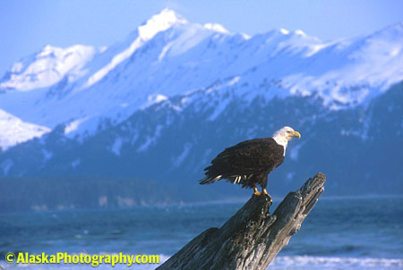 Alaska Photos, Alaska Photography, Alaska Stock, Alaska Slide Show