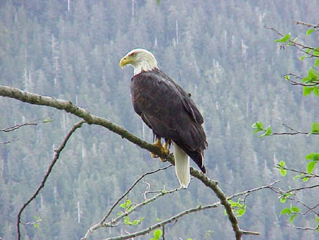 Eagle, Eagles, Alaska Eagle Photos, Alaska Eagle Picture