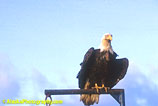 Eagle, Eagles, Alaska Eagle Photos, Alaska Eagle Picture