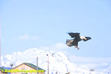 Eagle, Eagles, Alaska Eagle Photos, Alaska Eagle Picture