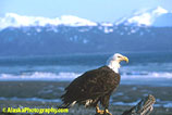 Eagle, Eagles, Alaska Eagle Photos, Alaska Eagle Picture