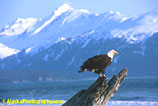 Eagle, Eagles, Alaska Eagle Photos, Alaska Eagle Picture