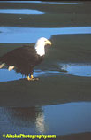 Eagle, Eagles, Alaska Eagle Photos, Alaska Eagle Picture