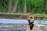 Eagle, Eagles, Alaska Eagle Photos, Alaska Eagle Picture