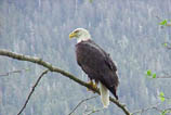 Eagle, Eagles, Alaska Eagle Photos, Alaska Eagle Picture