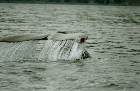 Alaska Photos, Alaska Photography, Alaska Stock, Alaska Slide Show