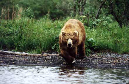 Alaska Kodiak bear