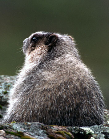 Hoary Marmot