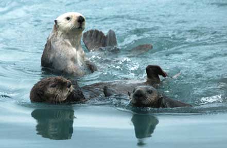 Alaska Sea Otters