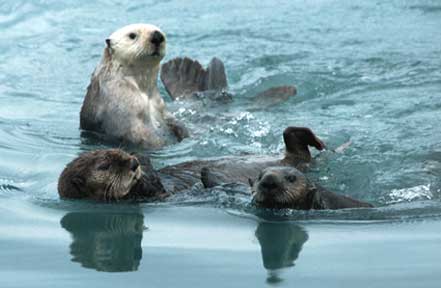 Alaska Sea Otters