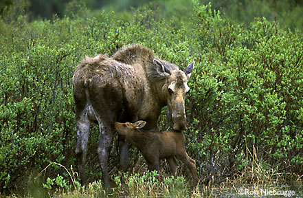 Moose