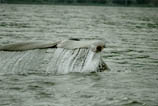 Whale, Whales, Alaska Whale Photos, Alaska Whale Picture